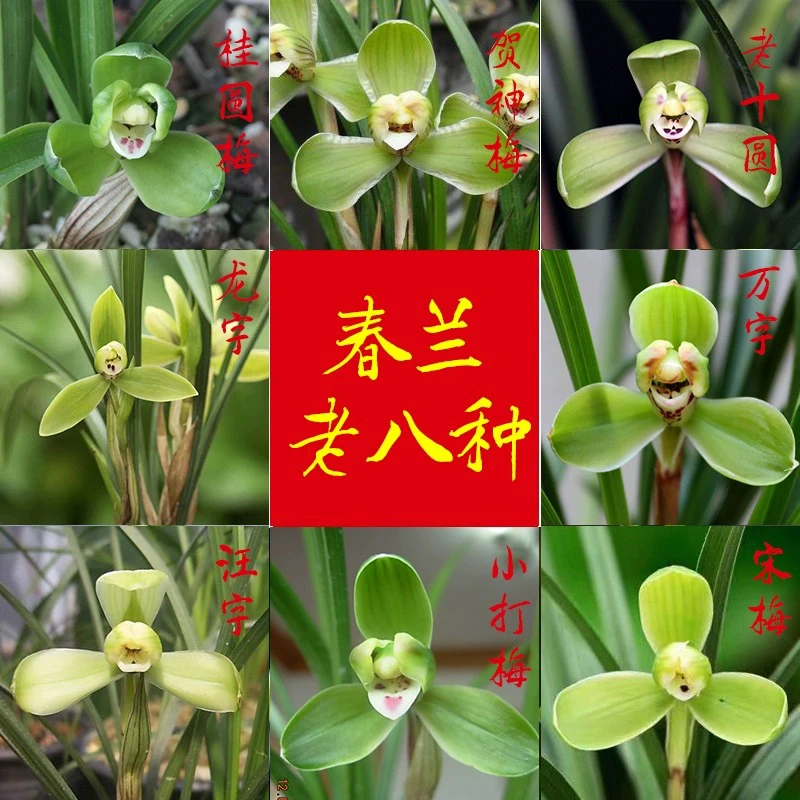 花卉兰花春兰老八种宋梅 汪字 万字 龙字 老十圆小打梅贺神梅桂圆