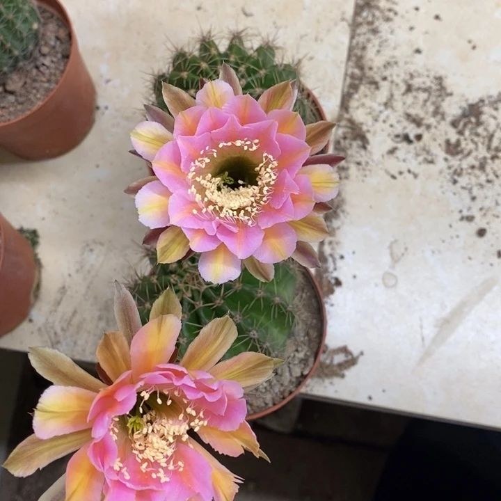 彩草自根002随机发货1个