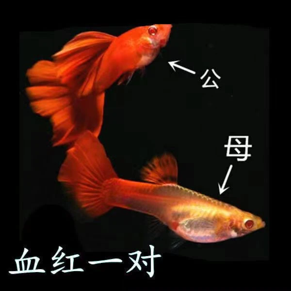观赏鱼血红和大背血红小型活体胎生热带观赏鱼孔雀鱼饲养养殖发货