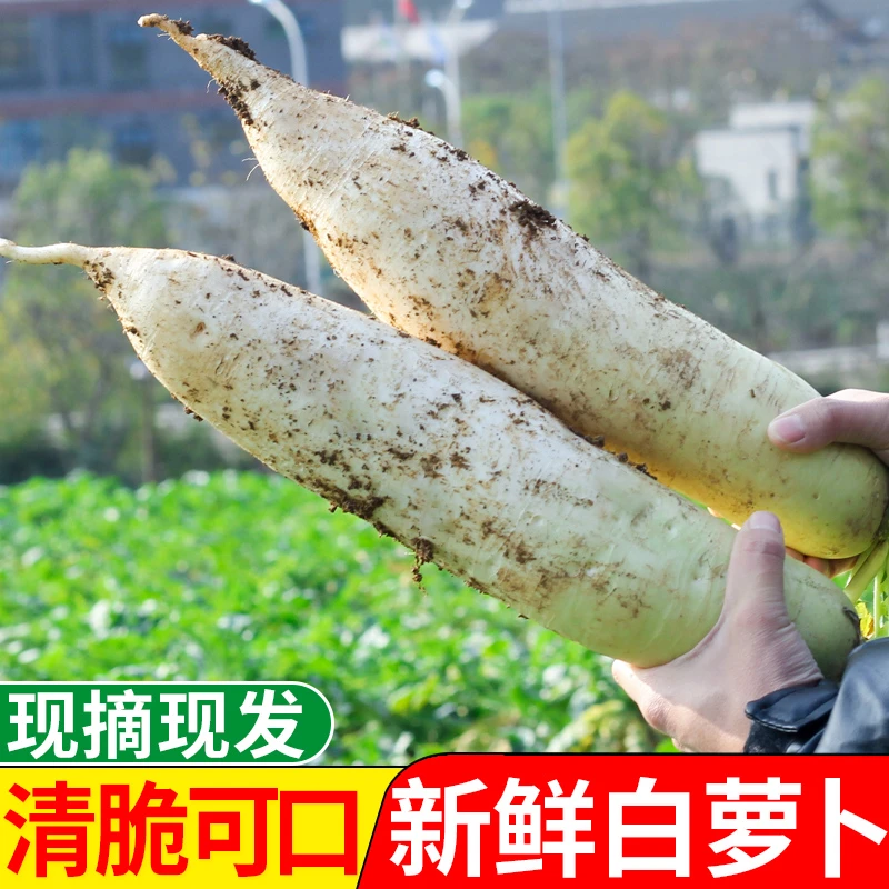 5斤 贵州农家大白萝卜 高原乡村自种 自然微甜