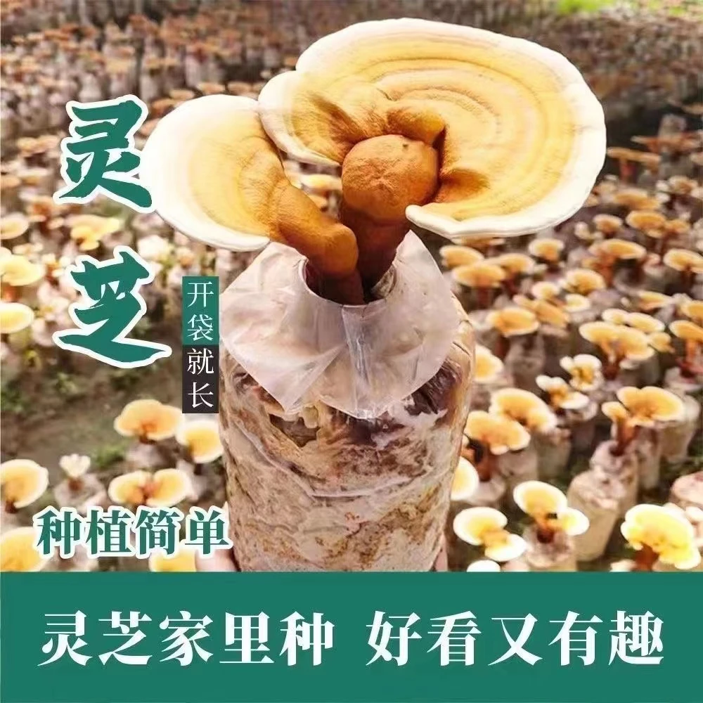 活体灵芝盆景种植带菌包发货适合室内客厅阳台花园简单好看有趣