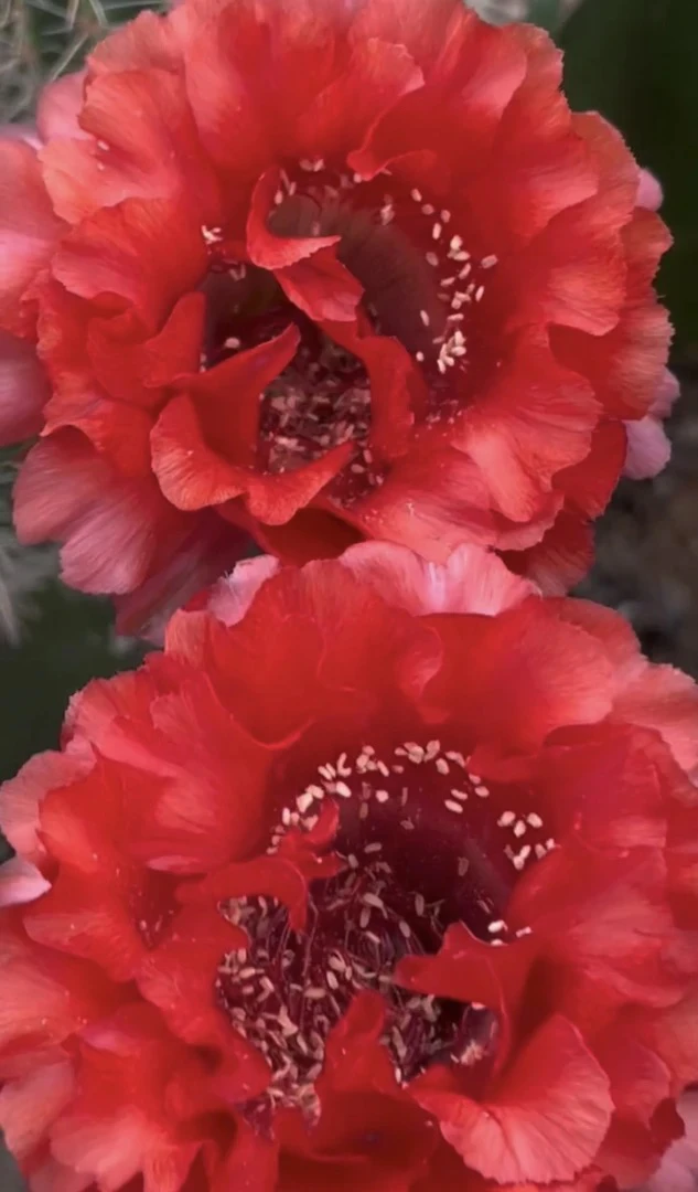 优选彩草（花卷卷）仙人球