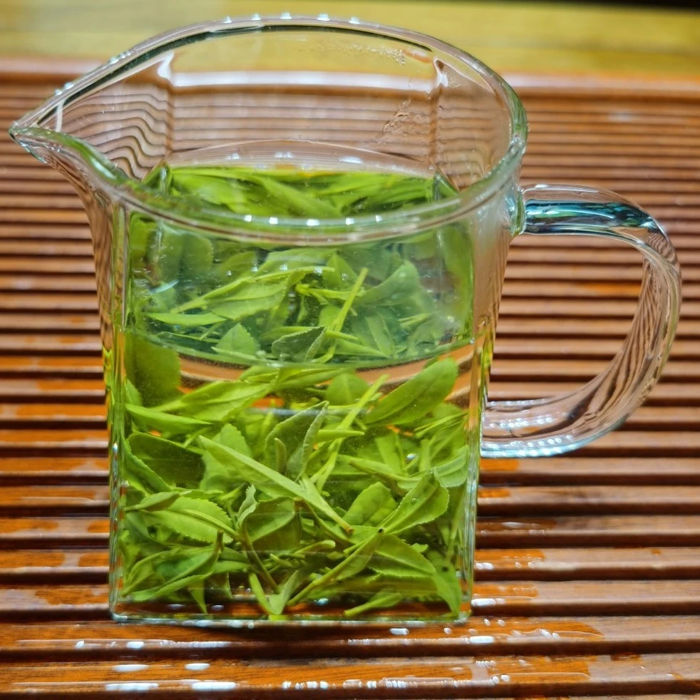 古城春日照绿茶2025新春茶浓香板栗香炒青绿茶500g