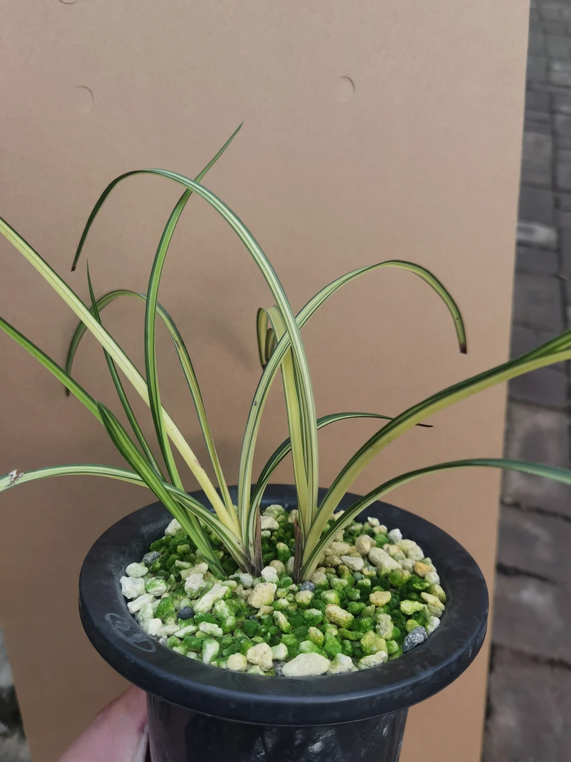 春兰蕙兰叶花双艺品种，观赏植物品种