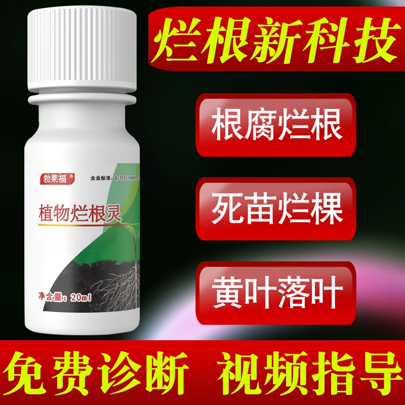 植物烂根补救方法防治君子兰天堂鸟解决发财树根腐病烂根枯萎黄叶