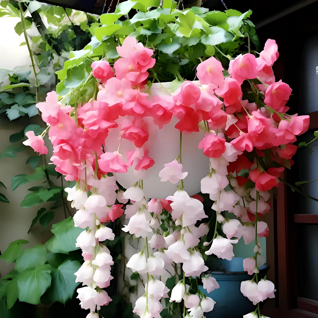 对版发货海棠吊兰盆栽阳台造景鲜花高端垂丝浓香型花卉进口品种