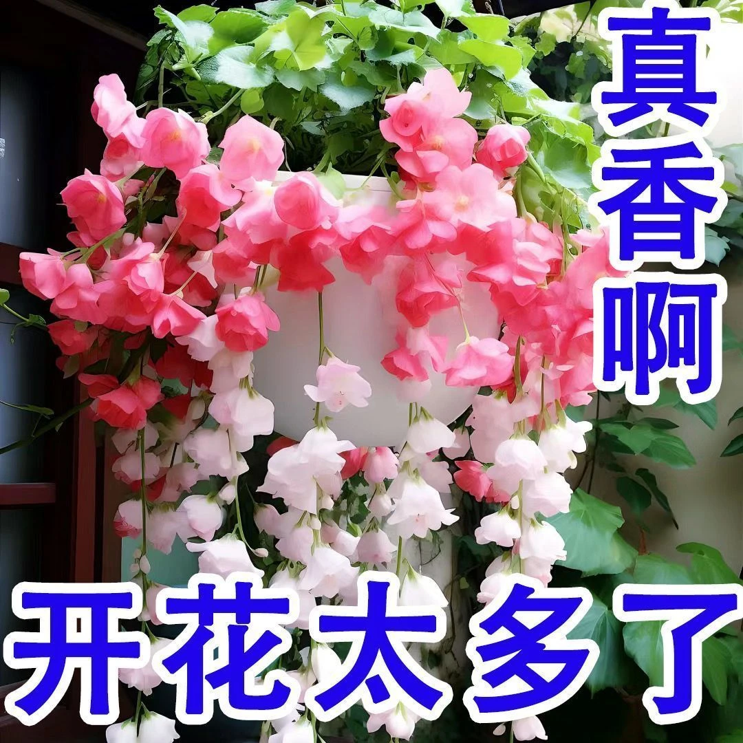 吊兰海棠花浓香高雅垂吊型盆栽室内室外阳台花卉四季开花新手好养