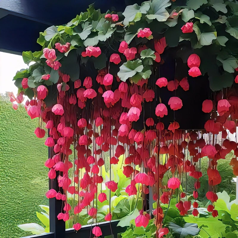 【浓香型】海棠吊兰绿植盆栽庭院阳台造景花卉爬藤植物重瓣四季开花