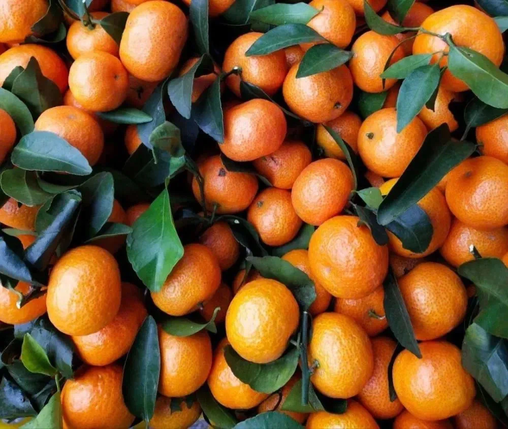 新鲜砂糖橘 2.5斤装 嘎嘎新鲜