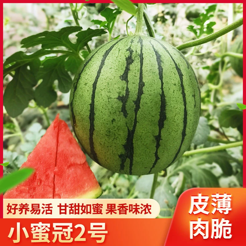 小蜜冠2号西瓜种子种植高产超甜西瓜种子