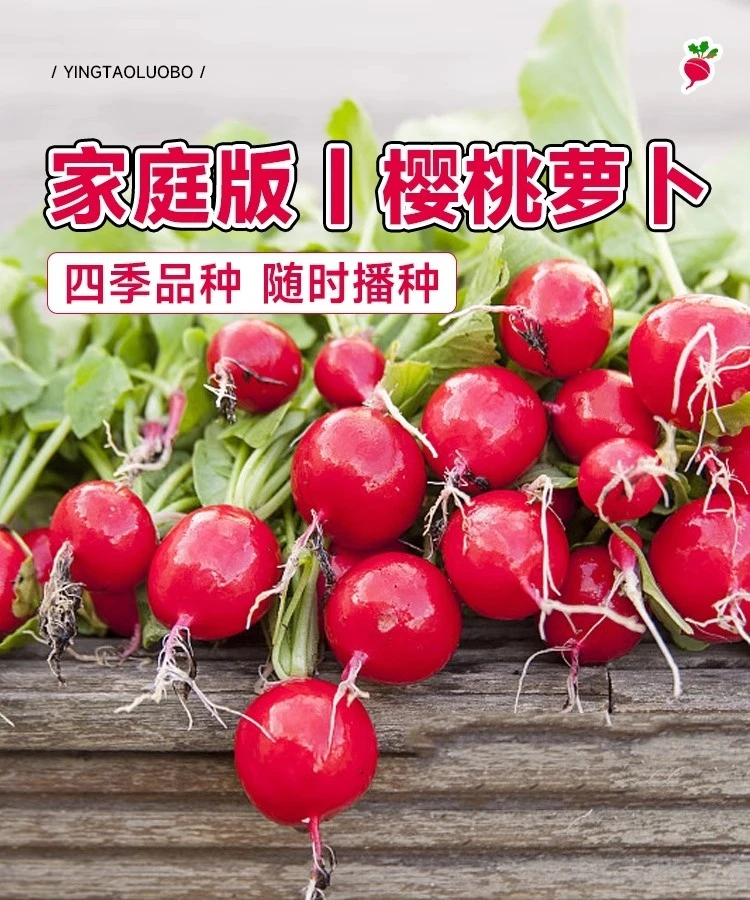 【9.9元3包】水果樱桃萝卜种籽阳台盆栽种子红白小萝卜种孑蔬菜种子
