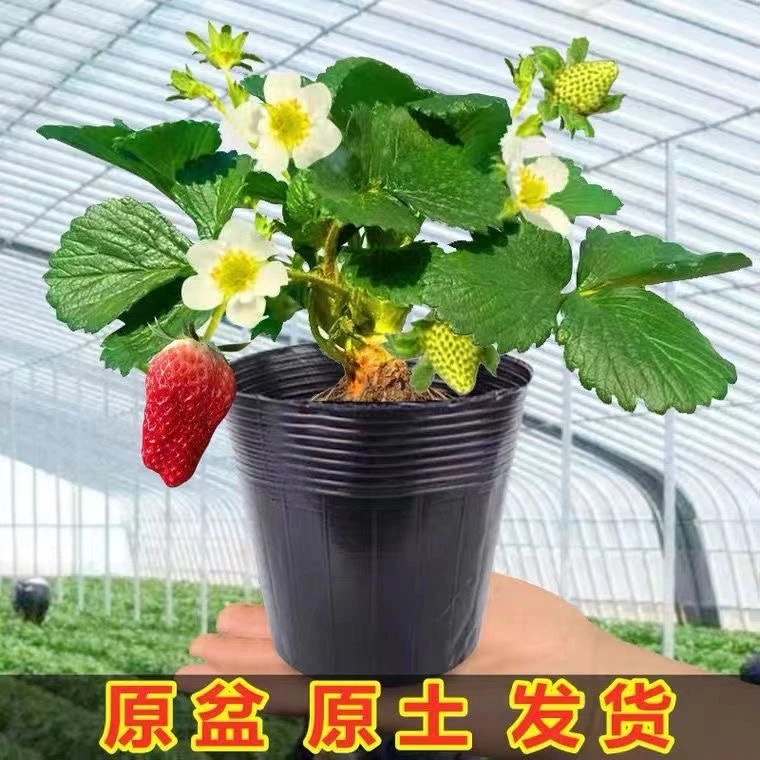 （满5颗包邮）红颜草莓苗栽原杯原土的发货南北方种植草莓种苗