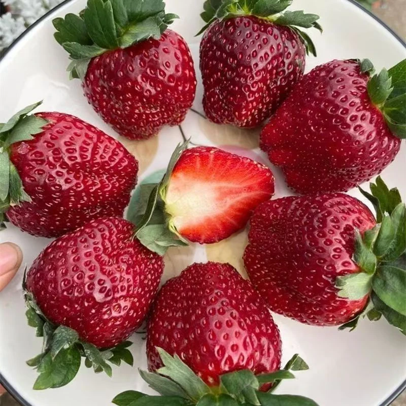 直播专属链接一物一拍新鲜草莓苗