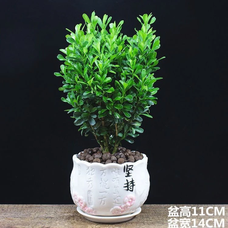 【基地直售]瓜子小叶黄杨不落叶长青耐寒庭院室内四季公园广场