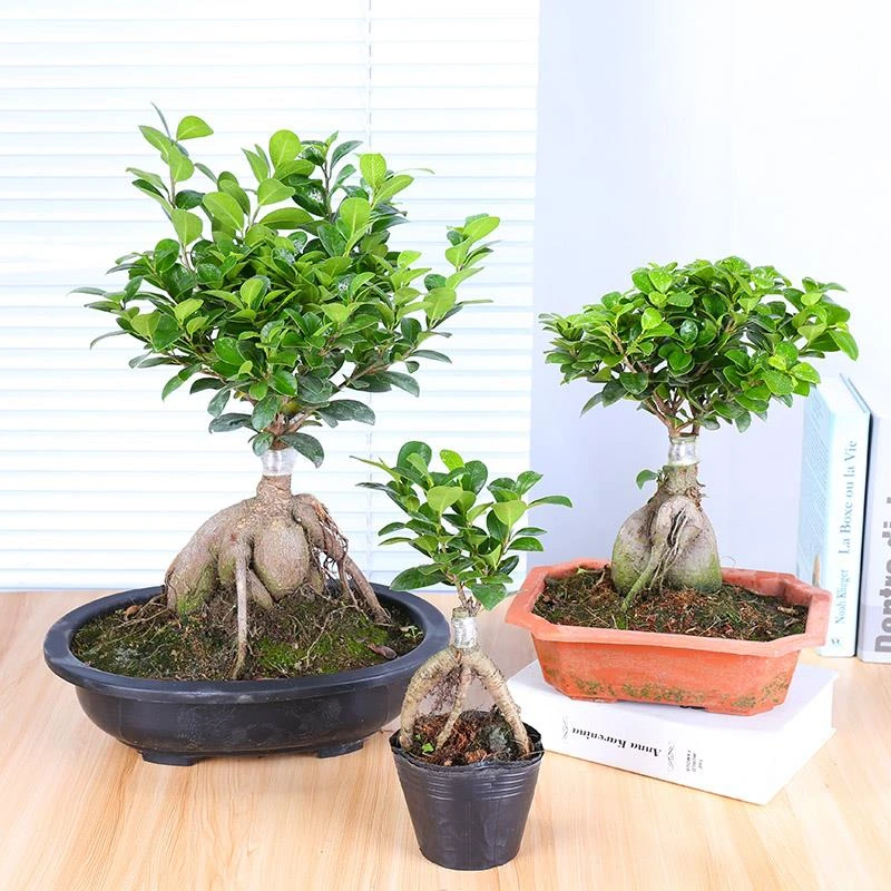 榕树盆景植物 室内四季常青树桩 木本植物卧室净化空气花卉人参榕