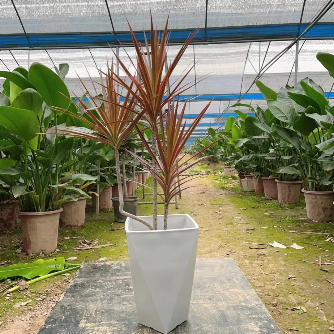 千年木盆栽龙血树七彩马尾铁北欧客厅室内大型绿植吸甲醛老桩网红