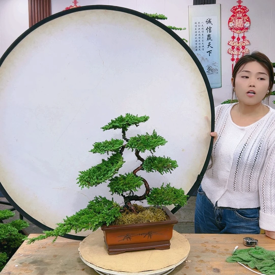 树木盆景一物一拍