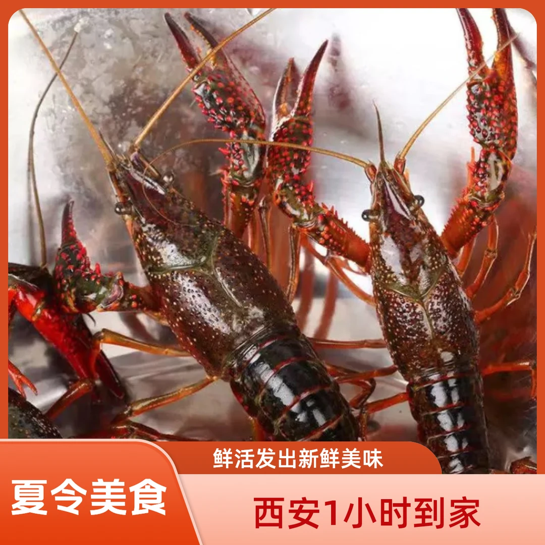 【鲜活小龙虾-西安大美海鲜】鲜活到家肉质鲜嫩Q弹送料包 方欣直发
