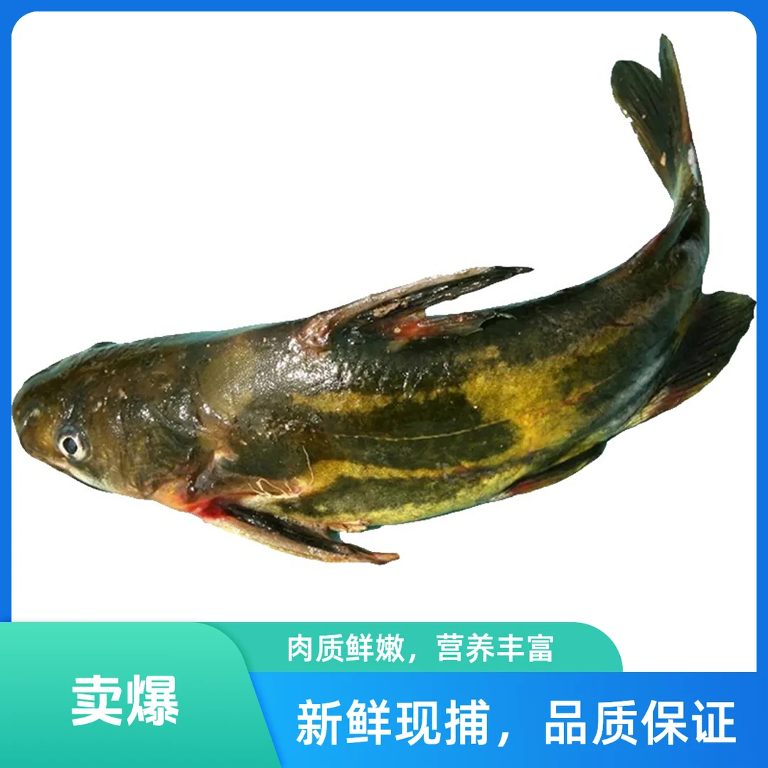 【鲜活黄辣丁★西安大美海鲜】鲜活鲜嫩营养黄辣丁鱼  方欣直发