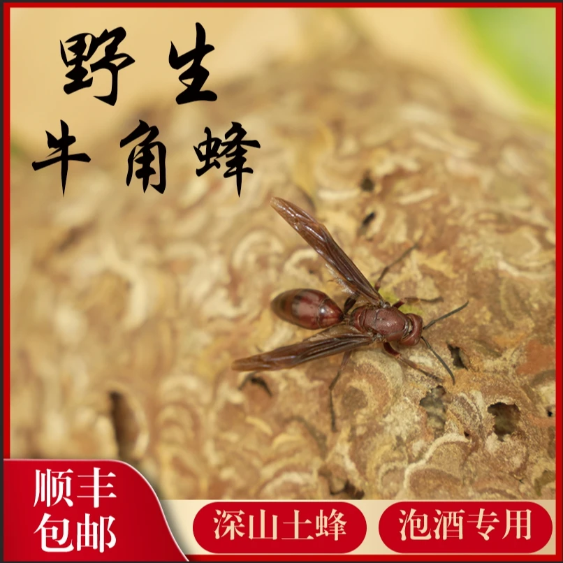 广西十万大山野生牛角蜂100只起拍