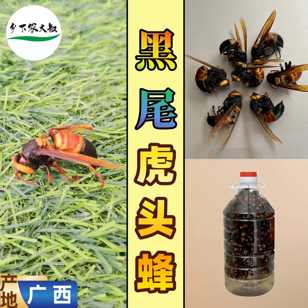 广西大山黑尾虎头蜂大胡蜂大马蜂大只地龙蜂老蜂100只起