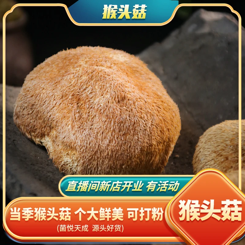 农家猴头菇 新货煲汤鲜香 大份装更划算 可打粉新鲜