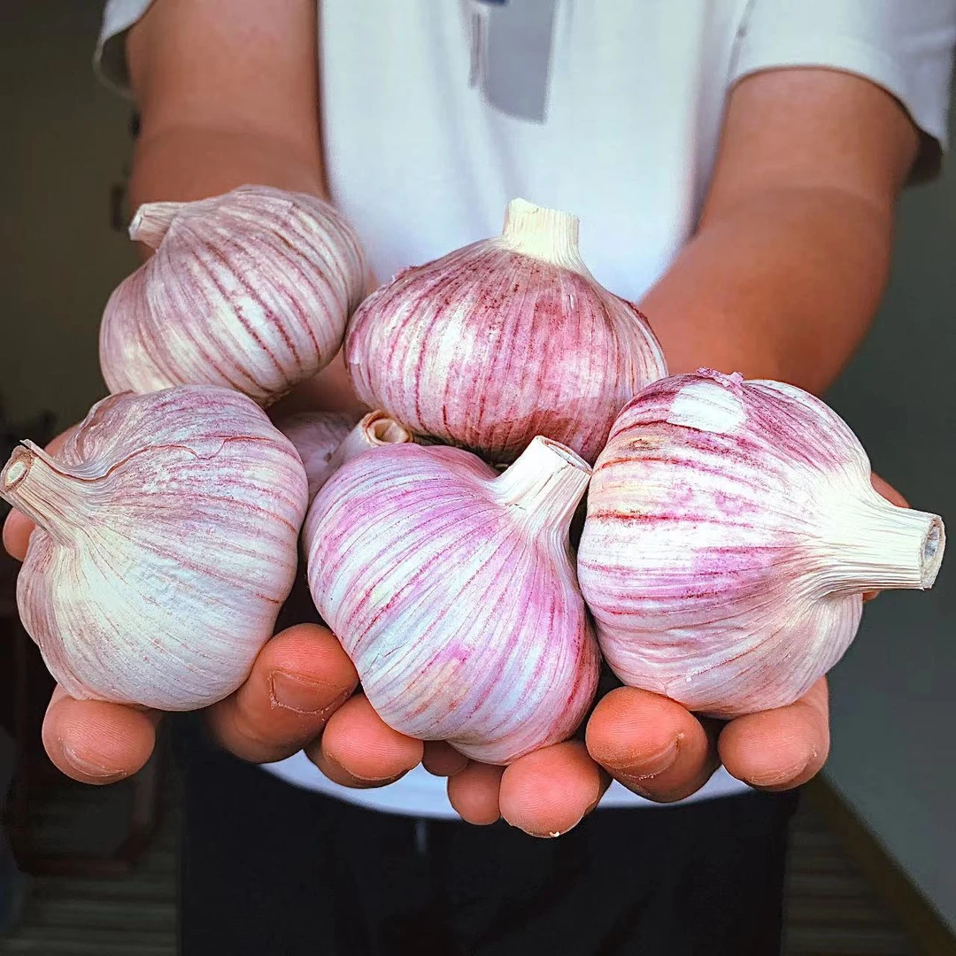 【特大果】24年金乡新干蒜大蒜头新鲜紫白皮蒜可种金乡自种大蒜饱满