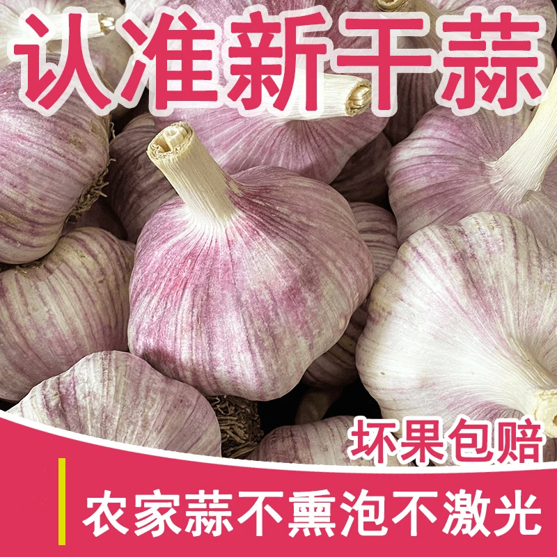 【特大果升级果王】山东金乡紫皮5斤大蒜头紫白皮蒜可种金乡大蒜3斤