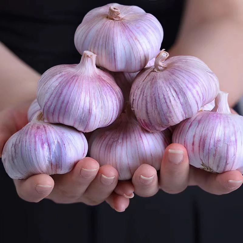 【开播宠粉】2025新干蒜正宗山东紫皮大蒜大蒜头蒜头大蒜头新鲜包邮