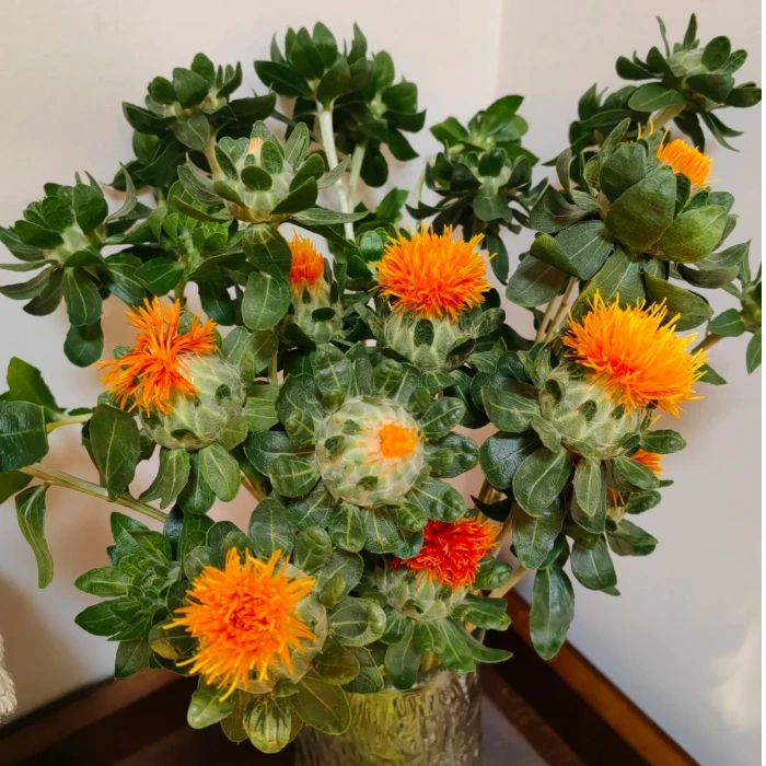 【新疆鲜花  全疆包邮】橙菠一把＋醒花液