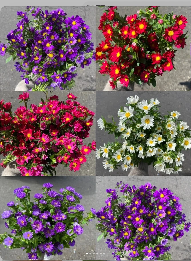 迷你菊1把(颜色多随机发)＋营养液