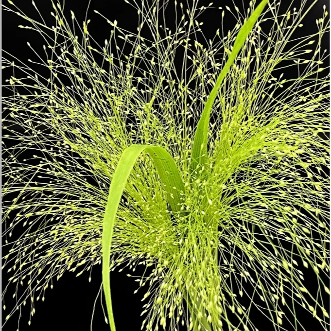 喷泉草一把＋营养液