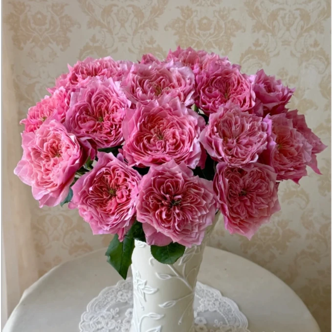 卫子夫玫瑰17-20枝（其中5枝不售后）+营养液