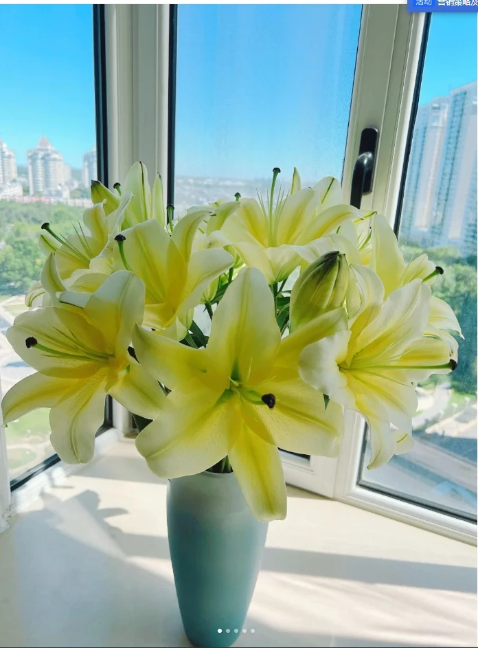 黄天霸香水百合多头3枝+营养液