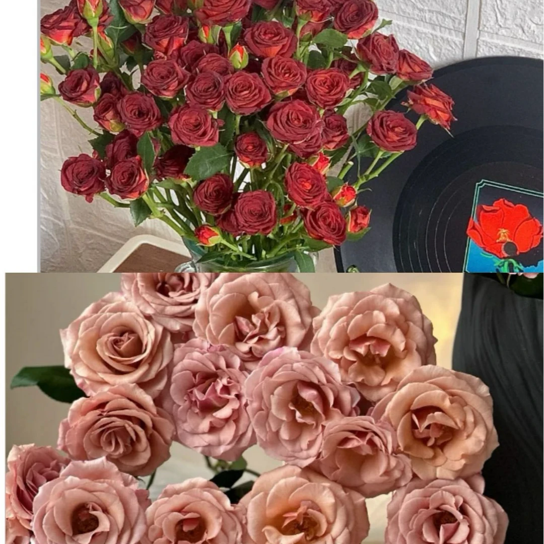 秋日限定莫泊（莫泊20枝5枝内损不售后）介意勿拍＋1把巧克力+营养液