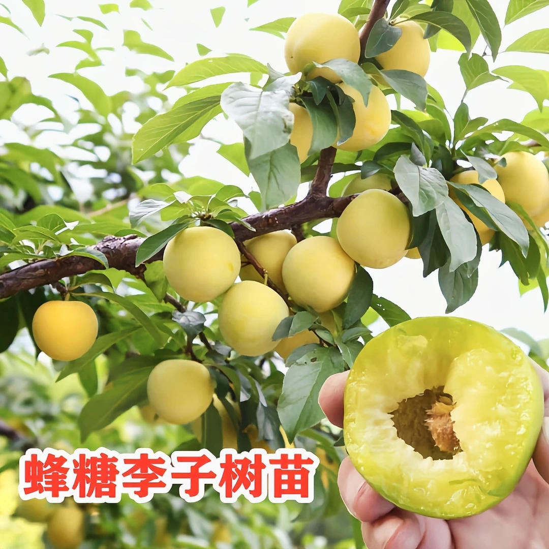 正宗蜂糖李树苗蜜糖李地栽脱骨大果四季种植当年结果蜂糖李子苗