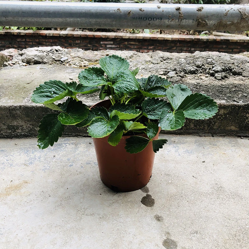 中奖一盆原盆草莓（不带果子）