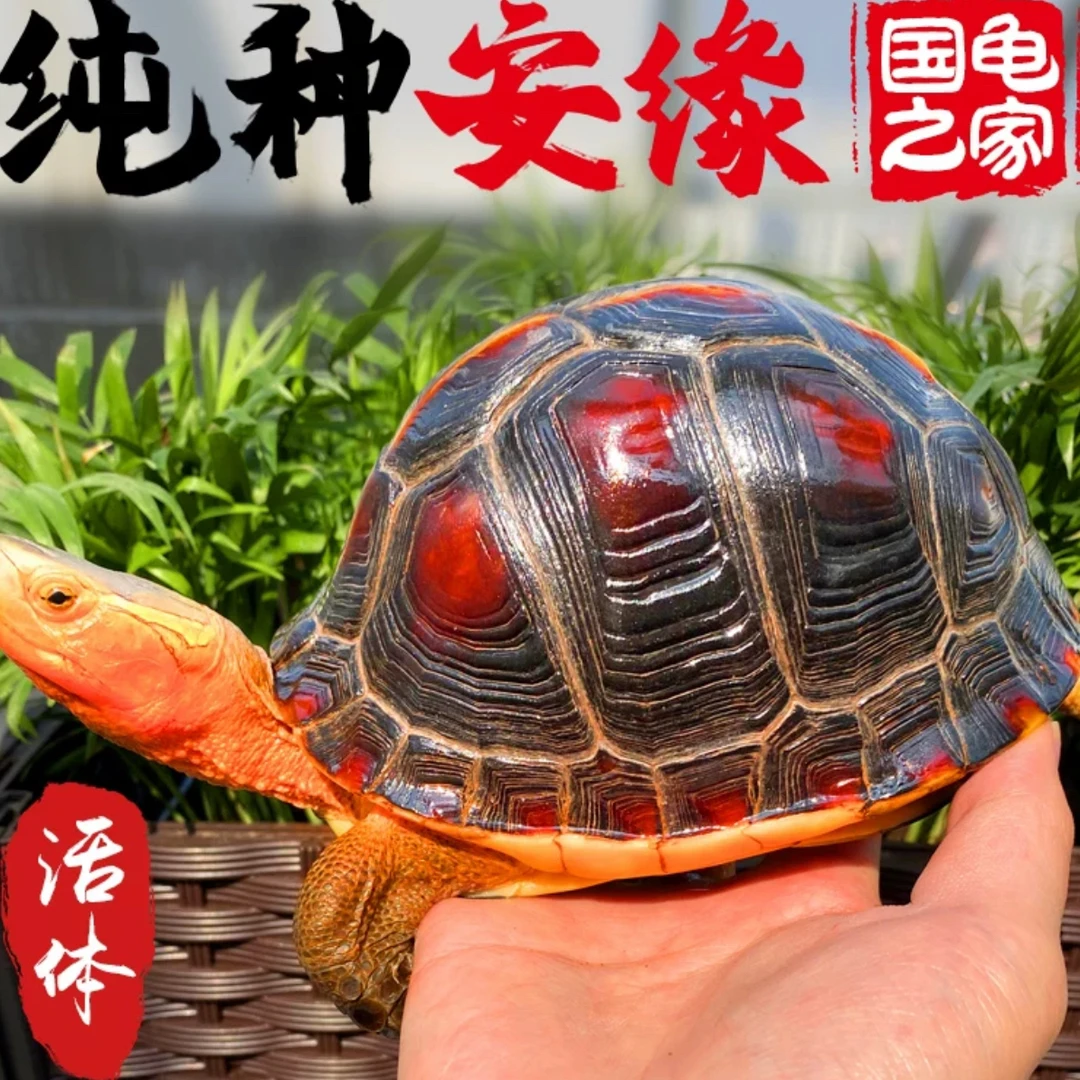 观赏龟半水龟宠物龟 人工合法养殖黄缘闭壳龟安缘龟