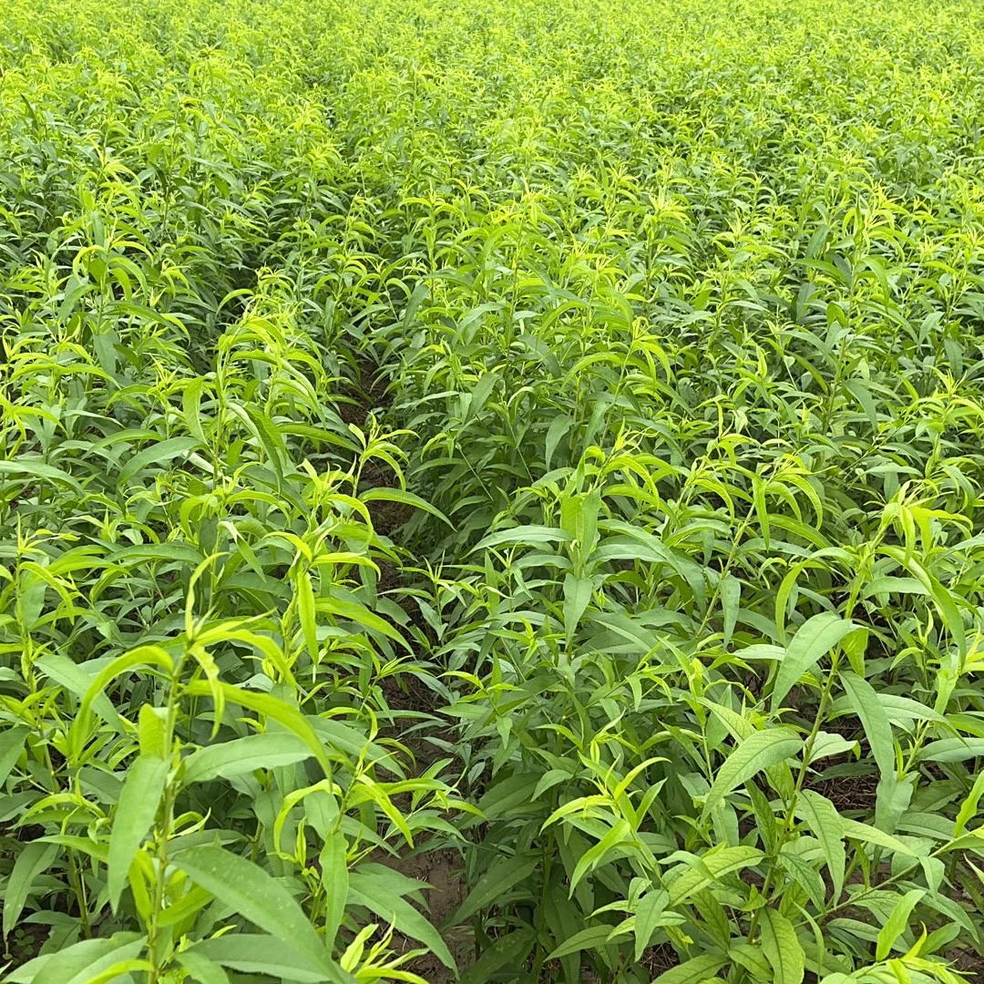 六月黄一苗绿植苗十颗先发资料秋季补苗