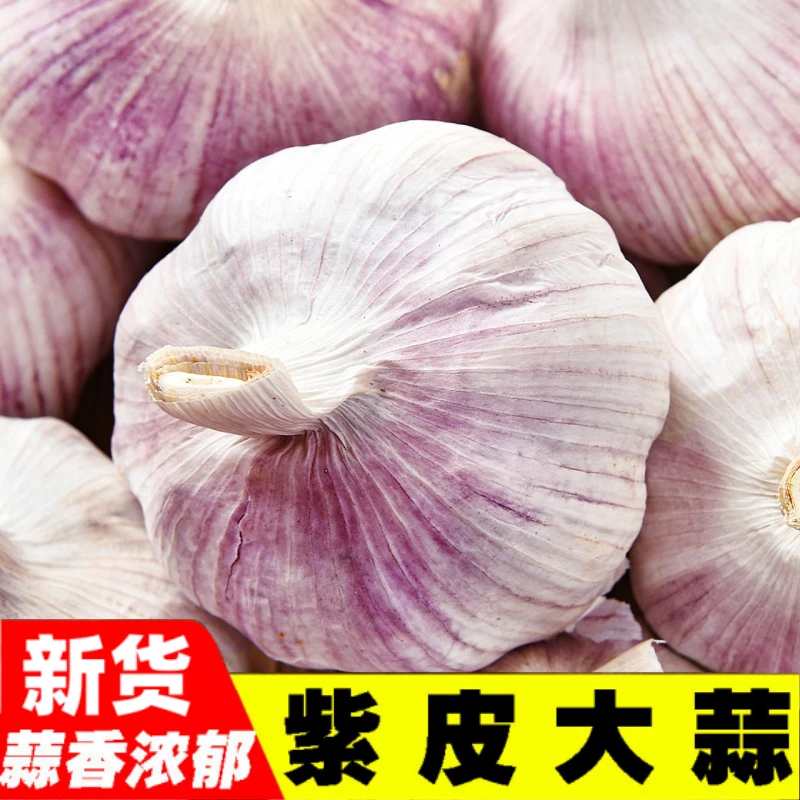 【超厎介】大蒜头干蒜大蒜批发介商超专供蒜头新蒜白紫皮大蒜蔬菜