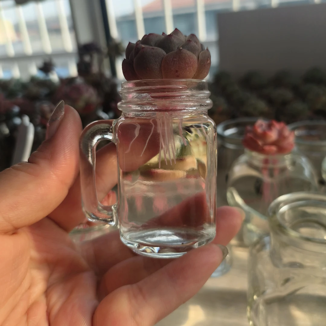 10只迷你玻璃杯 水培植物玻璃瓶手持便携多肉种植小瓶子室内装饰