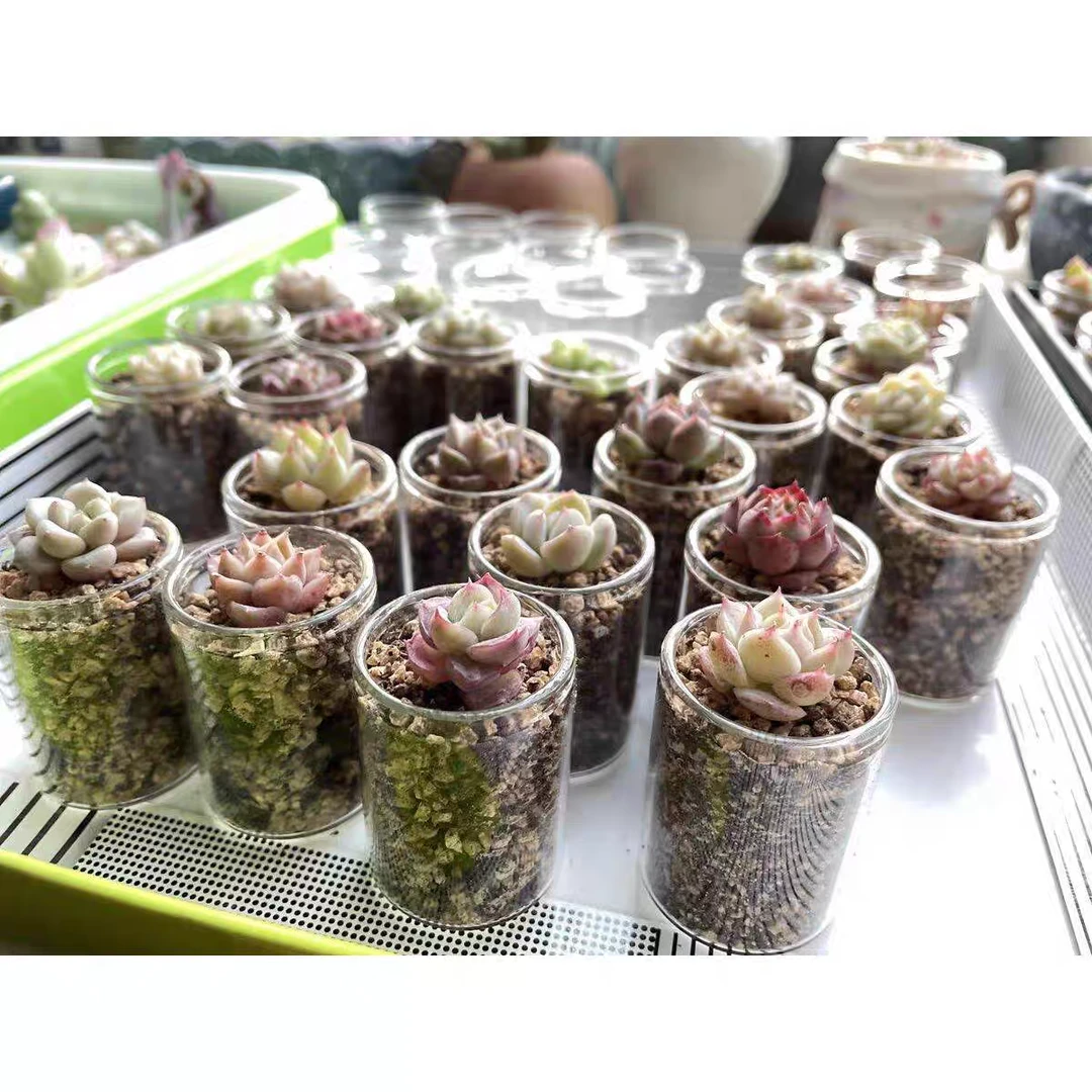 20个迷你可爱直口瓶子网红小巧多肉控养简约小瓶手办装饰种植花瓶