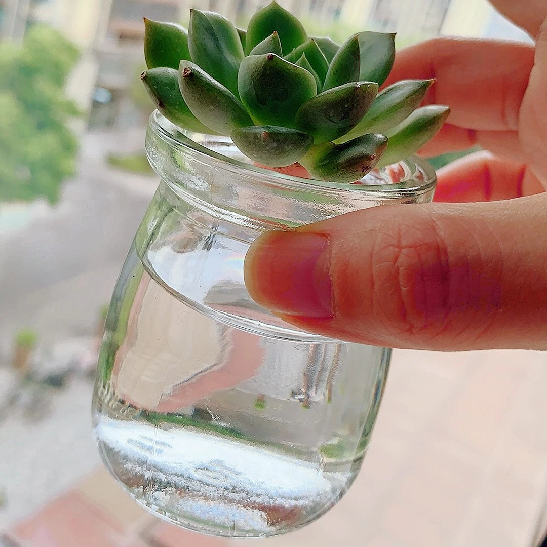 透明水培多肉花瓶小号多肉种植盆仙人球迷你肉肉养殖盆玻璃小花盆