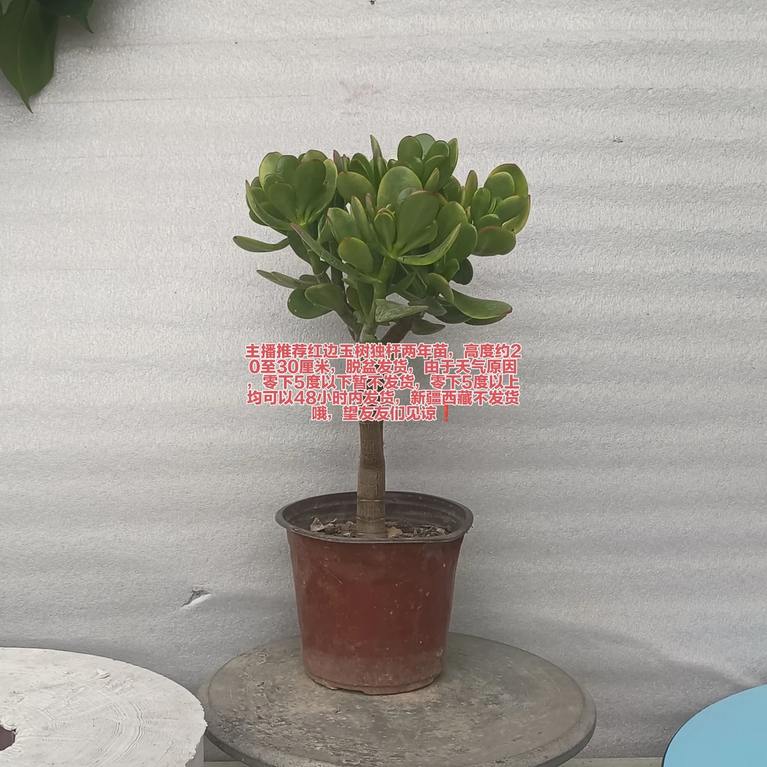 主播推荐红边玉树独杆两年苗三年苗零下5度以上可随时发货