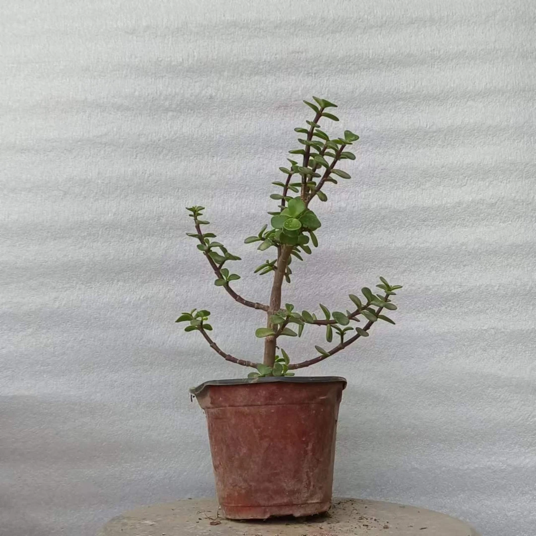 金枝玉叶小苗花卉绿植零下5度以上可随时发货