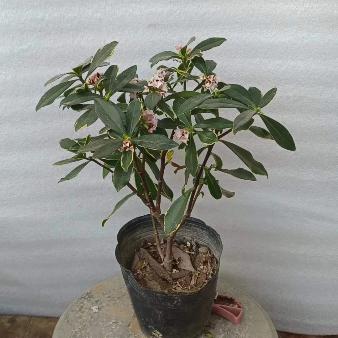 主播推荐金边瑞香花卉小盆零下5度以上可随时发货