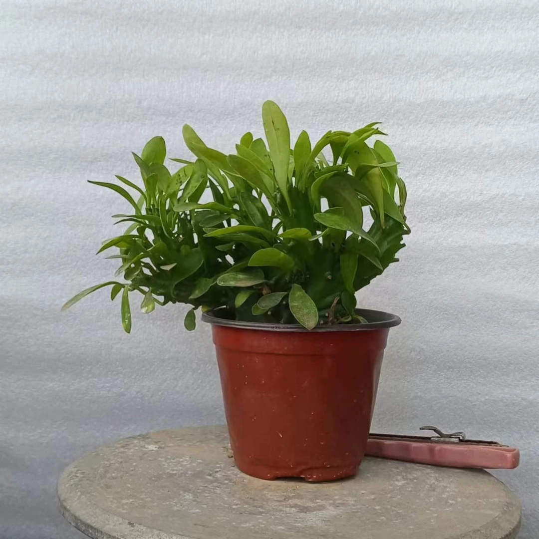 主播推荐麒麟掌花卉绿植零下5度以上可随时发货