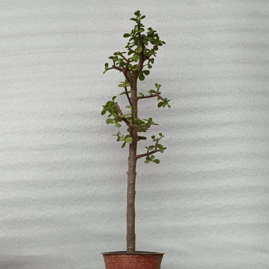 主播推荐金枝玉叶棒棒糖造型花卉绿植零下5度以上可随时发货