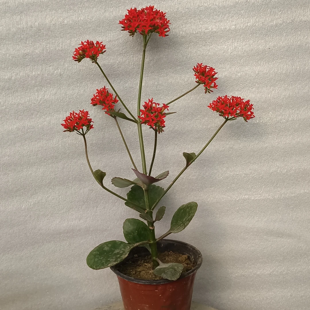 主播推荐凤尾长寿花花卉绿植零下5度以上可随时发货