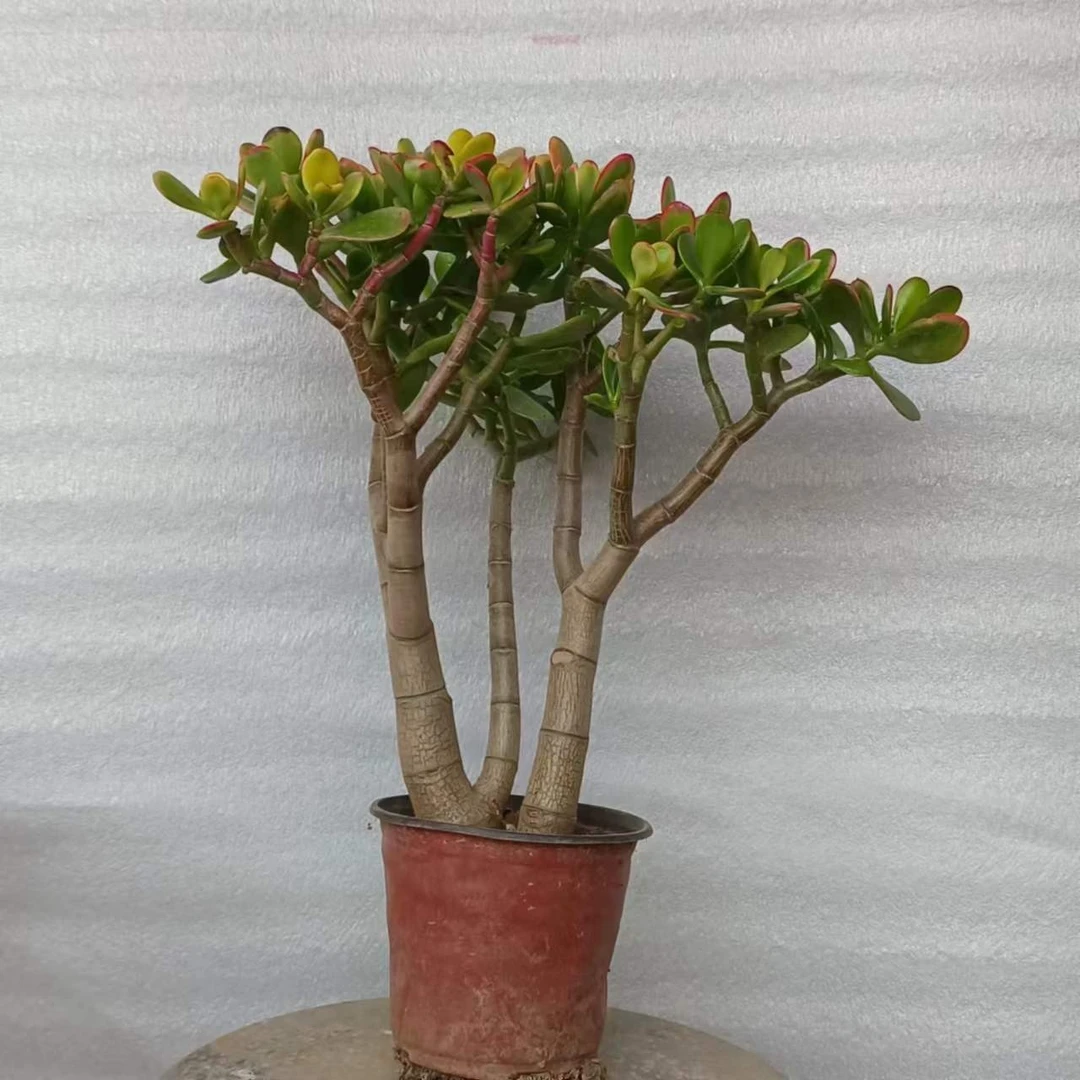 主播推荐红边玉树多主杆花卉绿植三年苗零下5度以上可随时发货